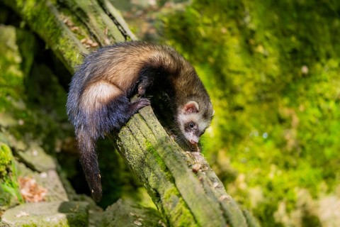 Ferret (Mustela putorius furo) on an old tree trunk, Bavaria, Germany