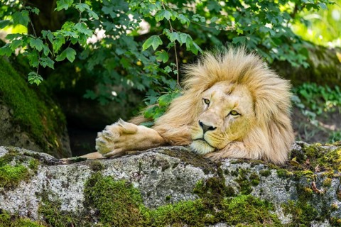 Southern African lion (Panthera leo melanochaita) male, lying on a rock, captive, Zoo Augsburg,