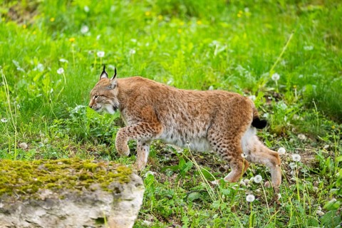 Eurasian lynx (Lynx lynx) walking in the grass, Bavaria, Germany