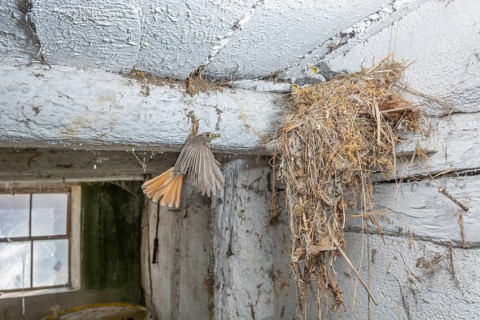 Black redshank (Phoenicurus ochruros) in flight to feed its chicks in the nest in an old barn. Bas
