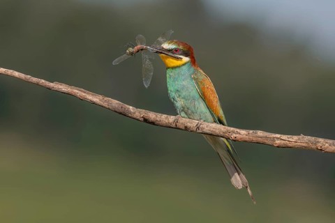 European bee-eater (Merops apiaster) with a flock in its beak on a branch in spring. Jechtingen,