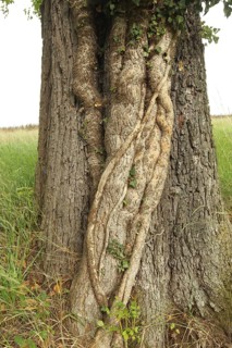 Ivy (Araliaceae) with arm-thick roots climbing up an old pear tree (Pyrus), Mostviertel, Lower