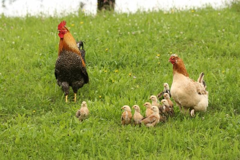 Domestic chicken, rooster and a few days old youngsters looking for food in a meadow, free-range,