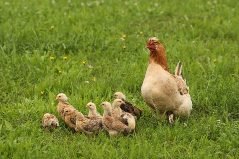 Domestic chicken with a few days old young ones looking for food in a meadow, free-range, organic