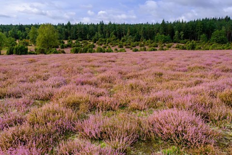 Ellerndorfer Heide, broom heather blossom, Südheide, Lüneburg Heath, near Eimke, Lower Saxony,