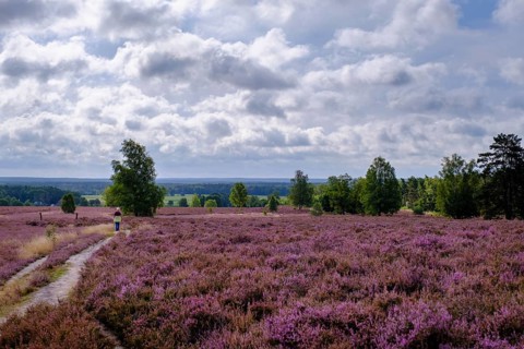 Heath on Wietzer Berg, broom heather blossom, Südheide, Lüneburg Heath, near Faßberg, Lower Saxony,