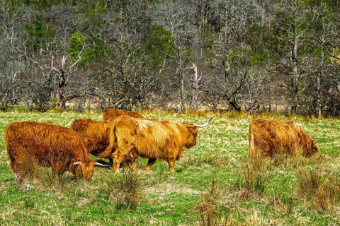 Highland Cattle, Scottish breed of rustic cattle, Highland, Scotland, UK