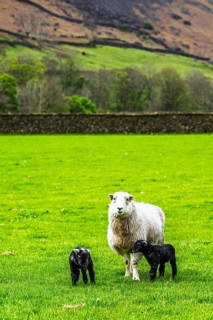 Sheep and farm in Lake District National Park, Coniston Water, Cumbria, England, United Kingdom