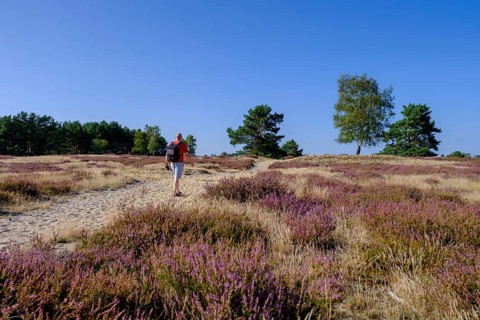 Broom heather blossom, Nemitzer Heide, Wendland-Elbe nature park Park, Lower Saxony, Germany