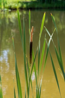 Cattail (Typha) at a pond, aquatic plant and marsh plant, single plant and leaves, North