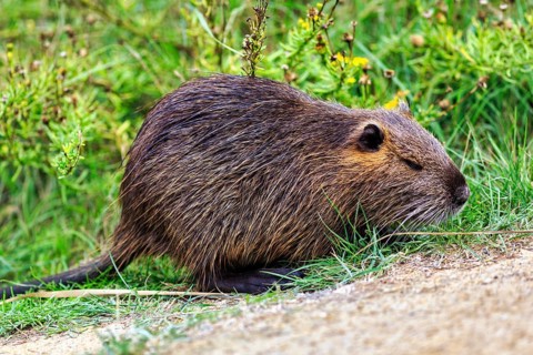 Nutria (Myocastor coypus) running through grass, Pont de Gau bird park, Camargue, France