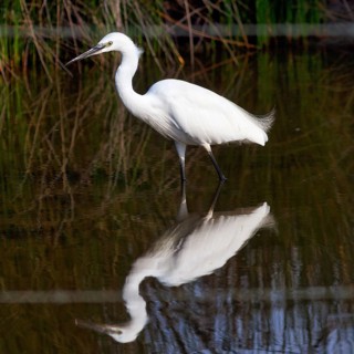 Little Egret (Egretta garzetta) in the pond, looking for food, Pont de Gau Bird Park, Camargue,