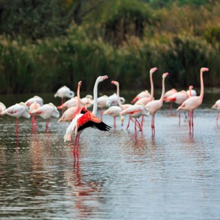 Pink flamingos (Phoenicopterus roseus), standing in the water, wings spread out, Pont de Gau bird