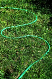 A vibrant green garden hose winds through a patch of fresh grass in a well-maintained outdoor