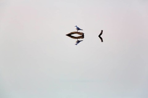 Black-headed gull sits on dead wood in a pond and looks, direction, reflection, calm water surface,
