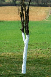 Fruit tree with a trunk painted white. The rural landscape features rolling fields in the bac. Puy