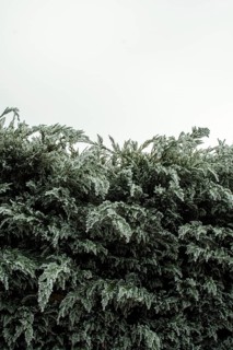 Lush green bushes stretch upward, their dense leaves filling the frame against a muted, cloudy