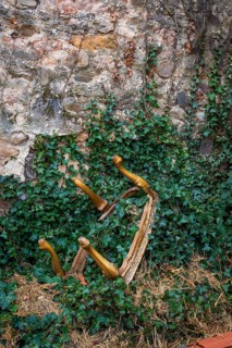 A collection of wooden chair legs lays half-buried in lush green vines, contrasting against a