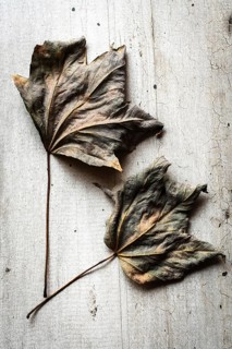 Dried leaves with intricate textures lay on a weathered wooden surface. Their muted colors reflect