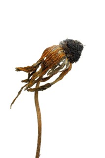 A dried flower displays intricate details of its petals and stem, emphasizing natural textures