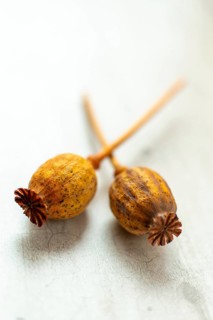 Two dried poppy seed pods are positioned on a light-colored, textured surface. The soft lighting