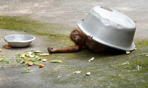 An orangutan uses a large aluminum bowl to shield itself from the sun during a hot summer day