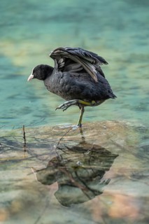 Eurasian Coot at the Hintersee near Ramsau in Berchtesgadener Land washing and a reflection in the