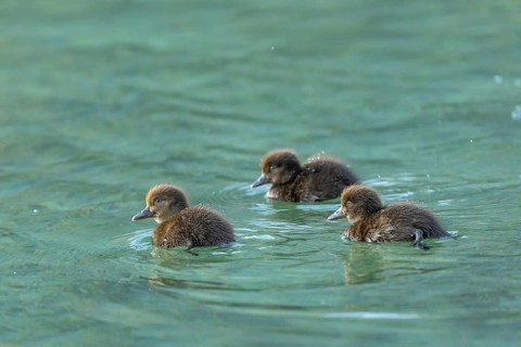 Ducklings in the clear water of the Hintersee near Ramsau in the morning. Water pearls on the