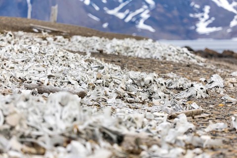 Bone of the white whale (Delphinapterus leucas), Bamsebu, Spitsbergen, Svalbard