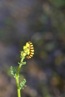 St. James's wort bear or blood bear (Tyria jacobaeae), butterfly caterpillar, moth, family