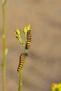 St. Jacob's weed bear or blood bear (Tyria jacobaeae), butterfly caterpillar, moth, family