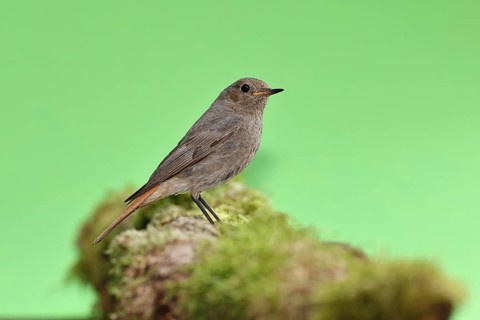Black redstart (Phoenicurus ochruros), on a moss-covered tree stump in a garden, Wilnsdorf, North