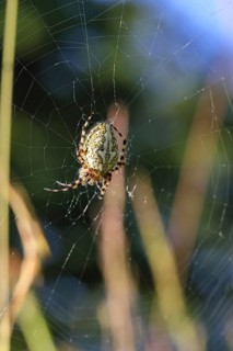 Aculepeira ceropegia, (Araneus ceropegia), macro photograph, spider, arachnid, Wilnsdorf, North