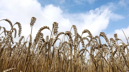 Wheat with ripe ears, Naumburg, 26.07.2025