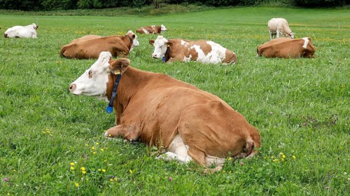 Cows lying in a meadow in the Allgäu, Pfronten, 30.07.2025
