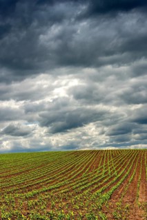 A green field of young corn shoots stretches across the landscape, Puy de Dome, Auvergne Rhone