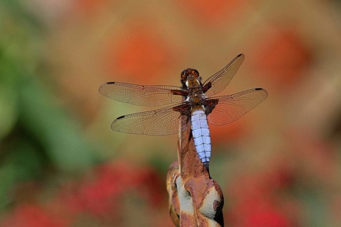 Flat-bellied dragonfly (Libellula depressa), male sitting on a fence top in the garden, close-up,