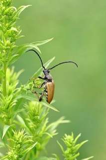 Red-necked buck (Stictoleptura rubra), male, on European goldenrod (Solidago), close-up, Wilnsdorf,