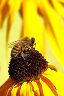 European honey bee (Apis mellifera), collecting nectar from a yellow coneflower (Echinacea