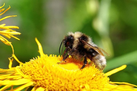 Forest bumblebee (Bombus sylvarum), collecting pollen on a yellow flower of a Great Telekie