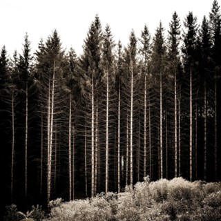 Sunlight filters through tall, linear tree trunks in a French forest, casting shadows on the ground