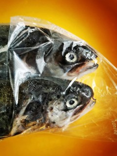 Two fish are enclosed in a clear plastic bag, showcasing their glistening bodies and prominent eyes