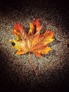 A bright orange and yellow maple leaf lies flat on a dark, textured surface, highlighting the