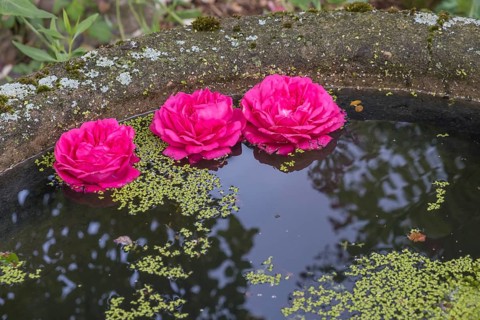 Rose petals floating in a bowl of water, North Rhine-Westphalia, Germany