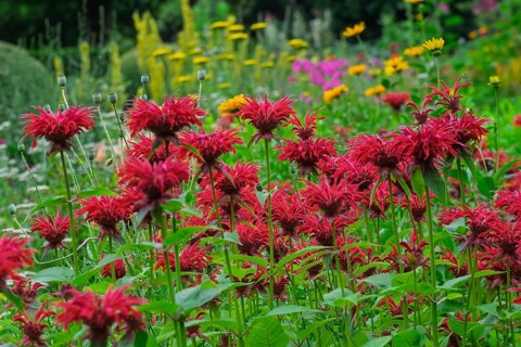 Golden balm (Monarda didyma), also known as Indian nettle or scarlet monard, Münsterland, North