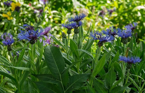 Knapweed (Centaurea), Münsterland, North Rhine-Westphalia, Germany