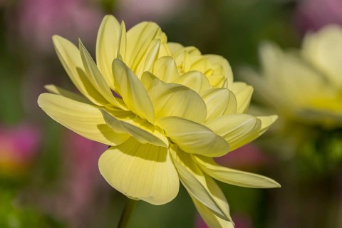 Dahlia (Dahlia), Münsterland, North Rhine-Westphalia, Germany
