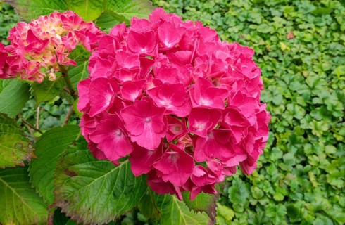 Hydrangea, hydrangea, hydrangea blossom, North Rhine-Westphalia, Germany