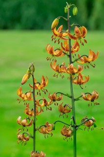 Turk's cap lily (Lilium martagon), Netherlands