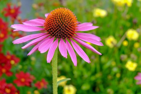 Purple coneflower (Echinacea purpurea), North Rhine-Westphalia, Germany